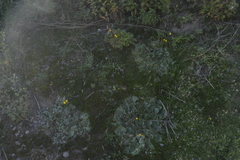 Calceolaria filicaulis