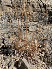 Heteropogon