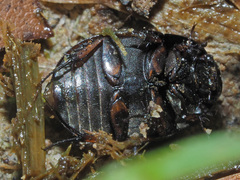 Sphaeridium scarabaeoides