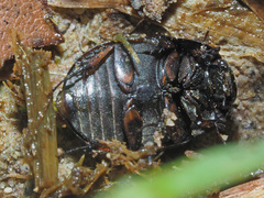 Sphaeridium scarabaeoides