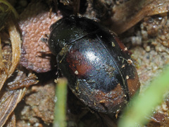 Sphaeridium scarabaeoides