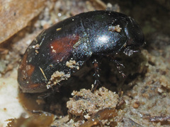 Sphaeridium scarabaeoides
