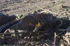 Schizanthus coccineus