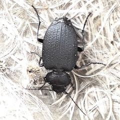 Licinus