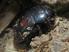 Sphaeridium scarabaeoides