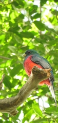 Apaloderma narina narina