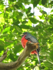 Apaloderma narina narina