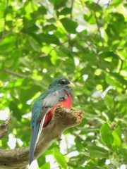 Apaloderma narina narina