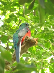 Apaloderma narina narina