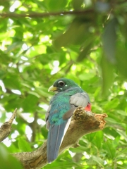 Apaloderma narina narina