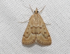 Achyra occidentalis