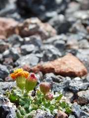 Senecio leucanthemifolius caucasicus