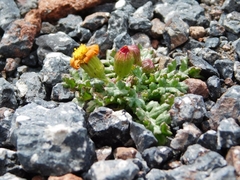 Senecio leucanthemifolius caucasicus