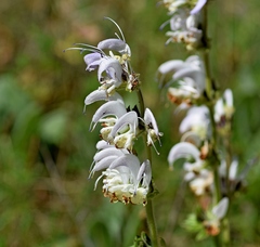 Salvia argentea