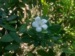 Murraya paniculata