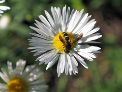 Stenodynerus xanthomelas