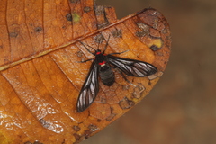 Chrostosoma destricta