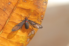 Chrostosoma destricta