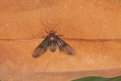 Chrostosoma destricta