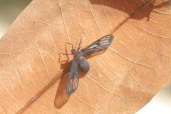 Chrostosoma destricta