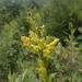 Solidago puberula × uliginosa - Photo (c) Colin Chapman-Lam, μερικά δικαιώματα διατηρούνται (CC BY-NC), uploaded by Colin Chapman-Lam