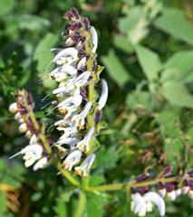 Salvia argentea