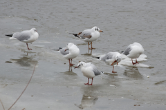 Chroicocephalus ridibundus