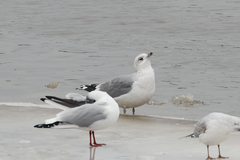 Larus canus