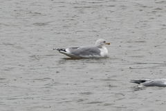 Larus argentatus