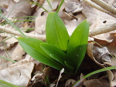 Orchis mascula