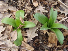 Orchis mascula