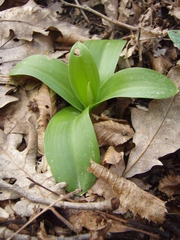 Orchis mascula