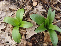 Orchis mascula