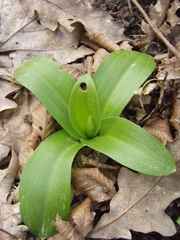 Orchis mascula