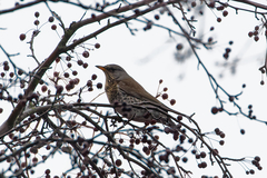 Turdus pilaris