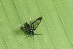 Cosmosoma xanthosticta