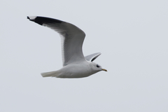 Larus canus