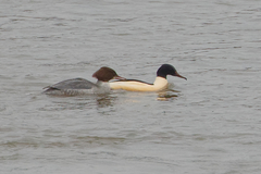 Mergus merganser