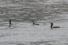 Phalacrocorax carbo