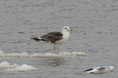 Larus marinus