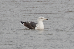 Larus marinus