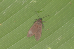 Episcepsis hypoleuca