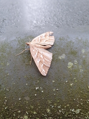 Chalastra aristarcha