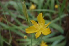 Calochortus mendozae