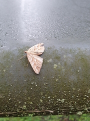 Chalastra aristarcha