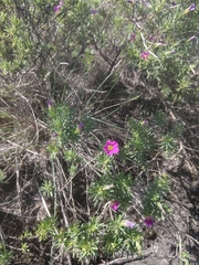 Calibrachoa paranensis