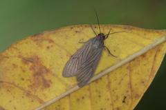 Episcepsis hypoleuca