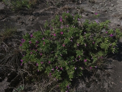 Calibrachoa paranensis