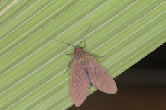 Episcepsis hypoleuca image