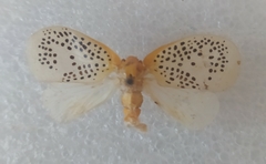 Poekilloptera phalaenoides